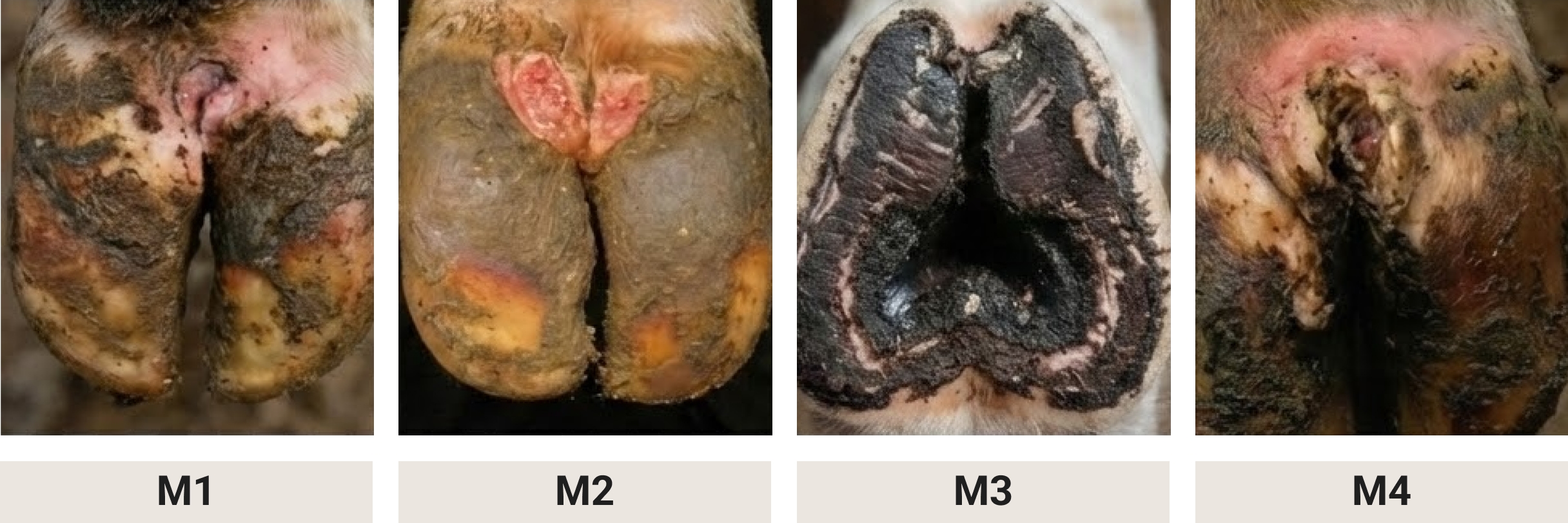 Illustration des différents stades de la maladie de Mortellaro (M1 à M4) chez les bovins, montrant l’évolution des lésions de dermatite digitée au niveau des onglons.