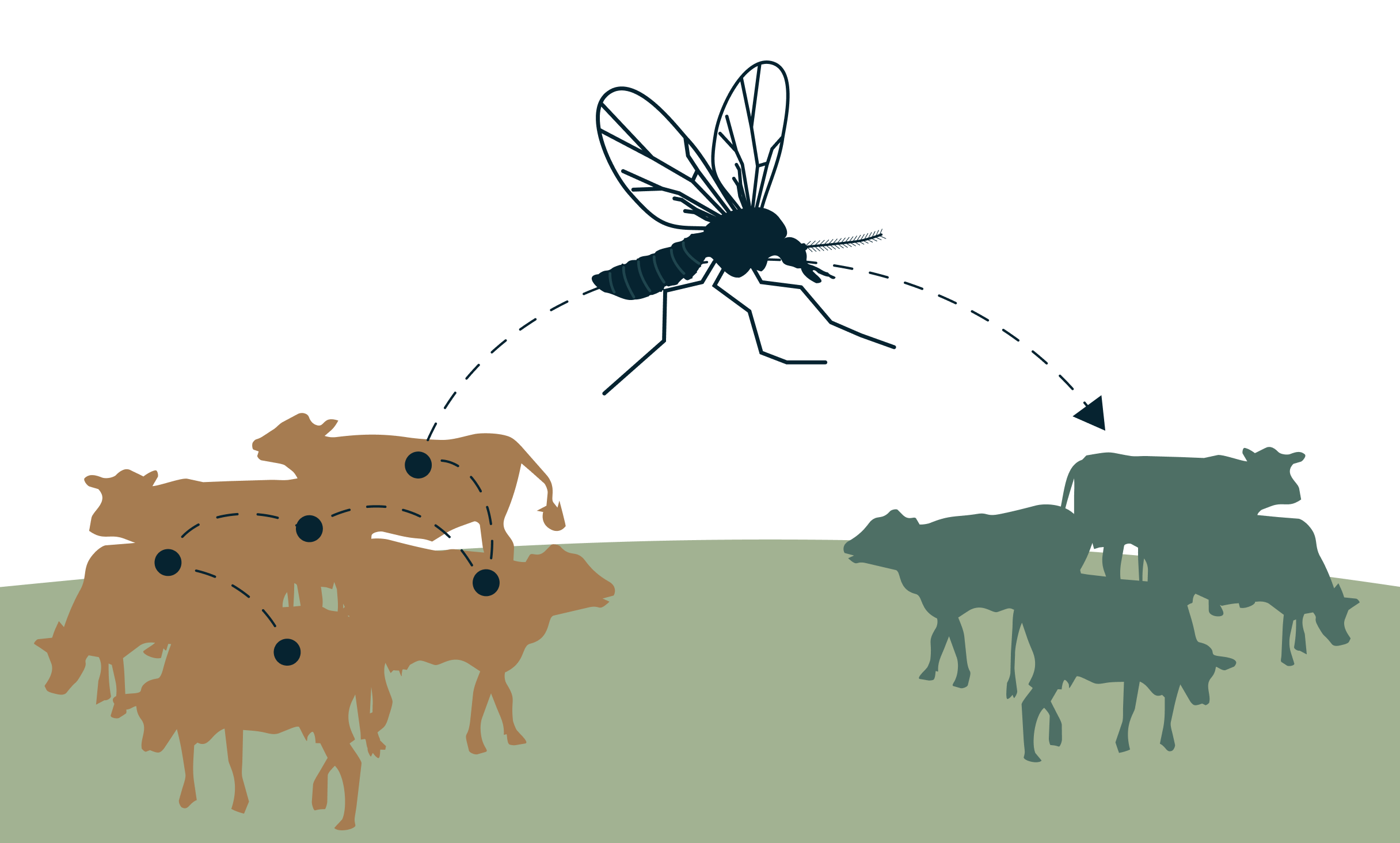 Transmission de la fièvre catarrhale ovine (FCO) : illustration du cycle de propagation par les moucherons Culicoides entre animaux d’élevage