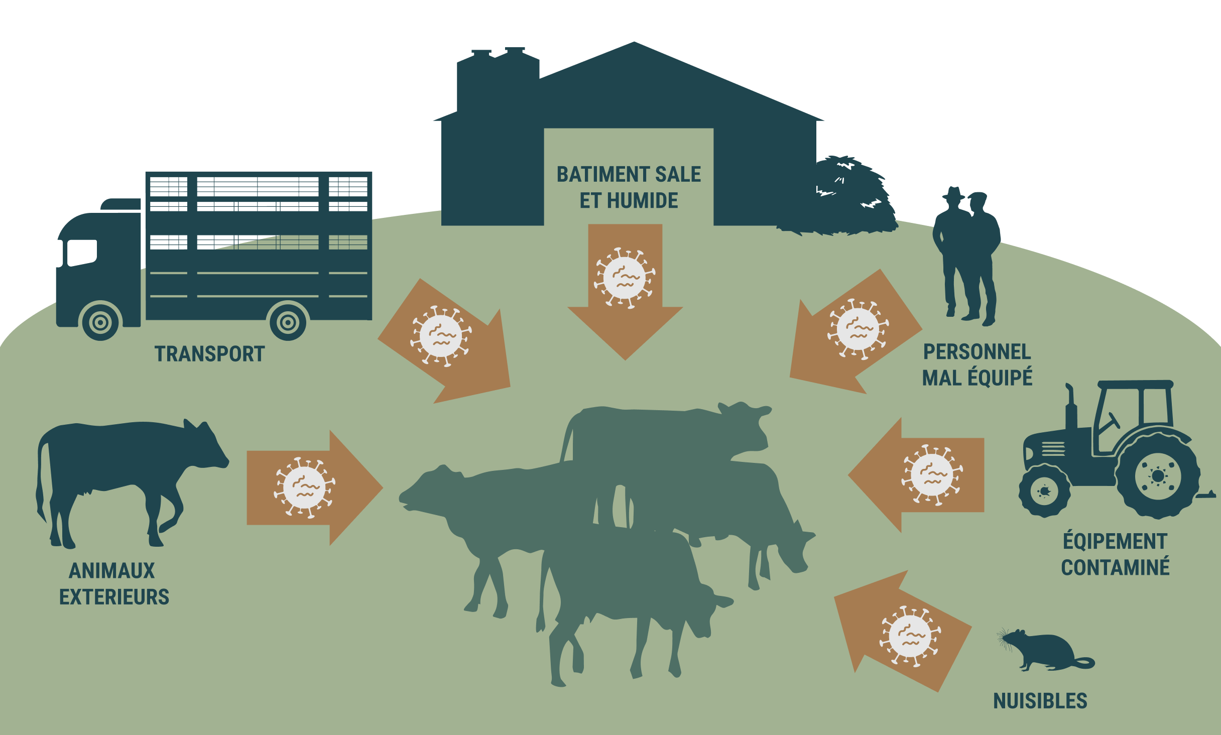 Infographie illustrant les principaux facteurs de propagation de la maladie de Mortellaro en élevage : animaux introduits, bâtiments humides, équipements contaminés, nuisibles et transport