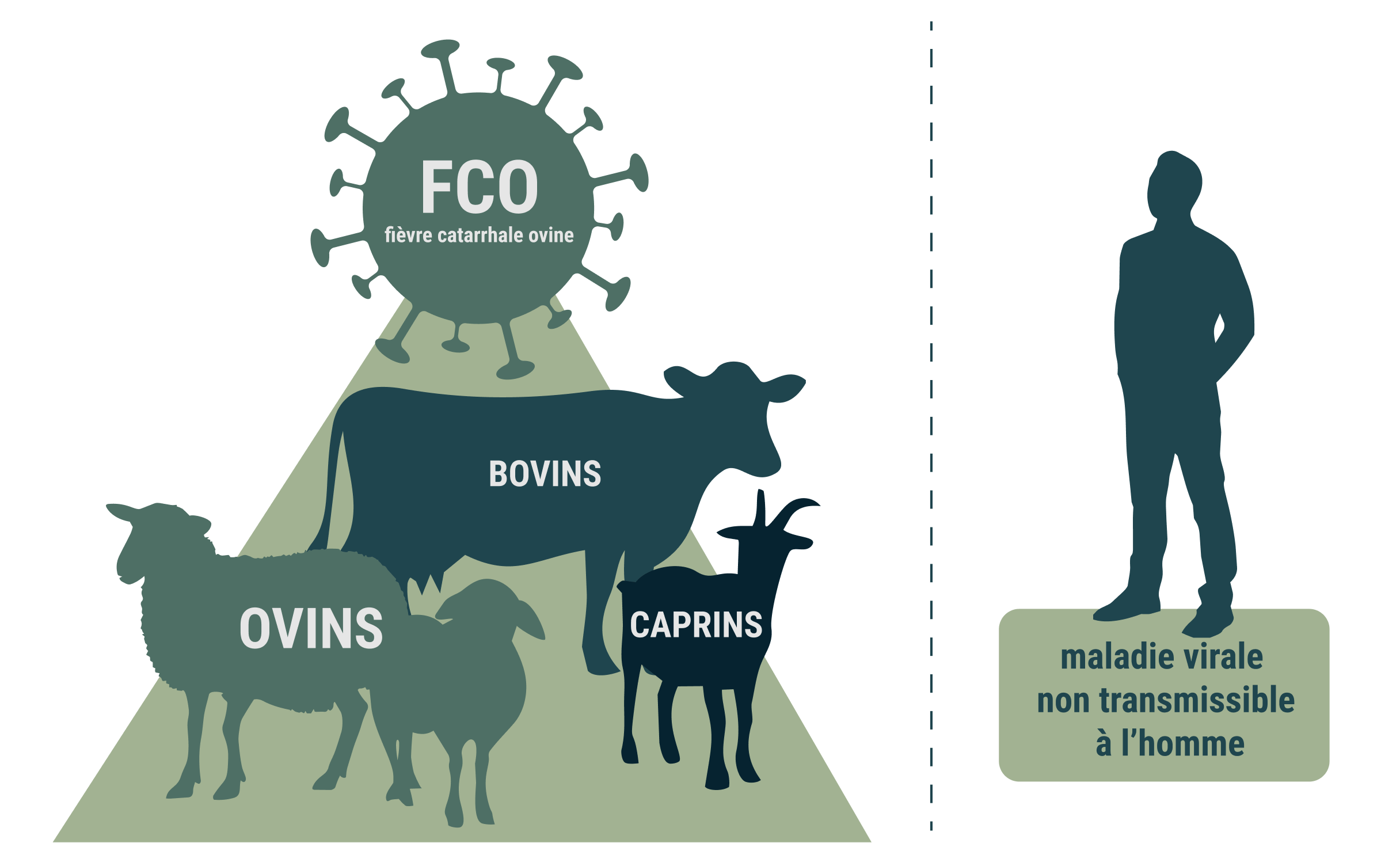 Fièvre catarrhale ovine (FCO) : infographie présentant les animaux concernés (bovins, ovins, caprins) et son caractère non transmissible à l’homme.