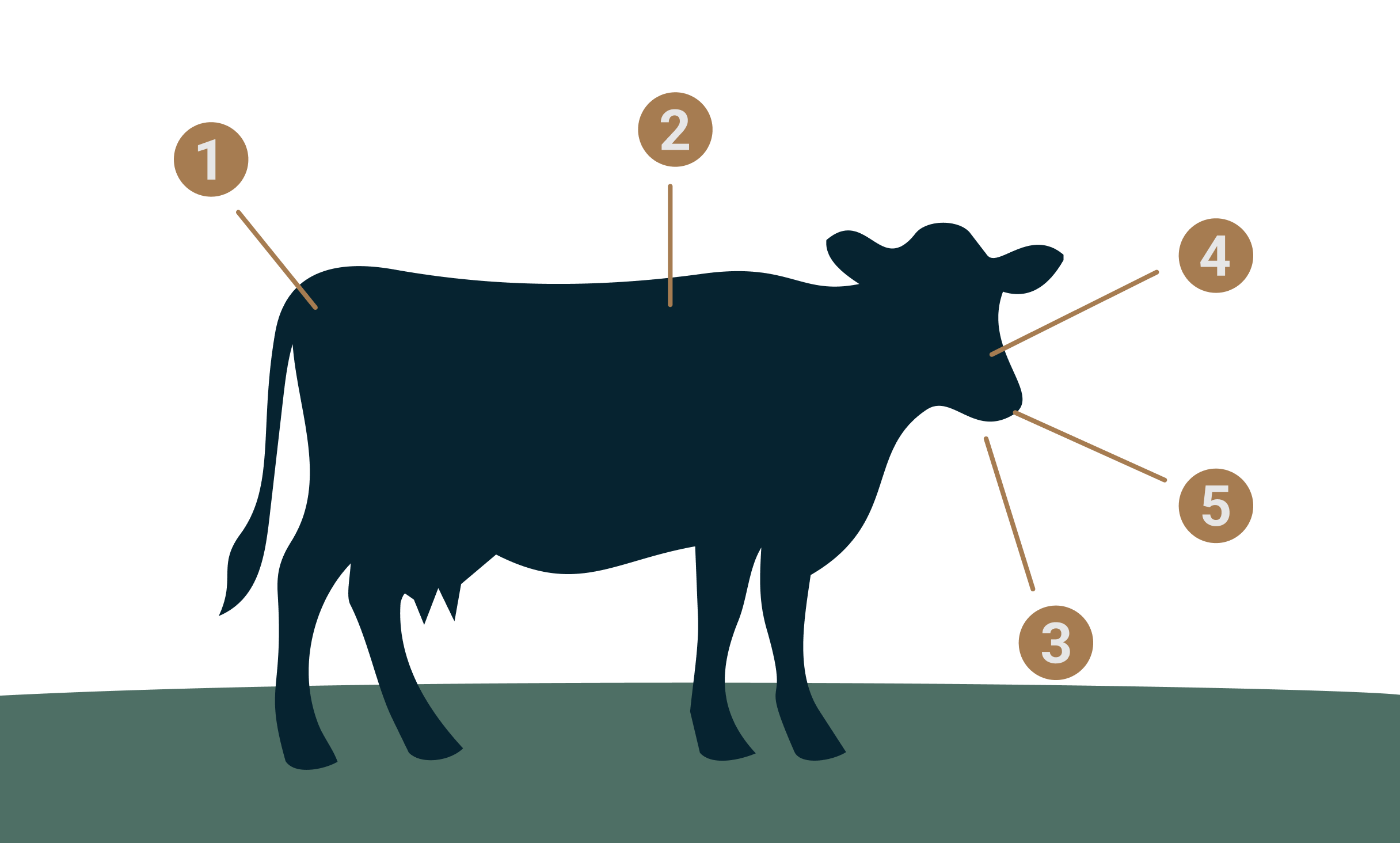 Symptômes de la fièvre catarrhale ovine (FCO) chez les bovins : infographie des manifestations cliniques et des conséquences sur la santé animale