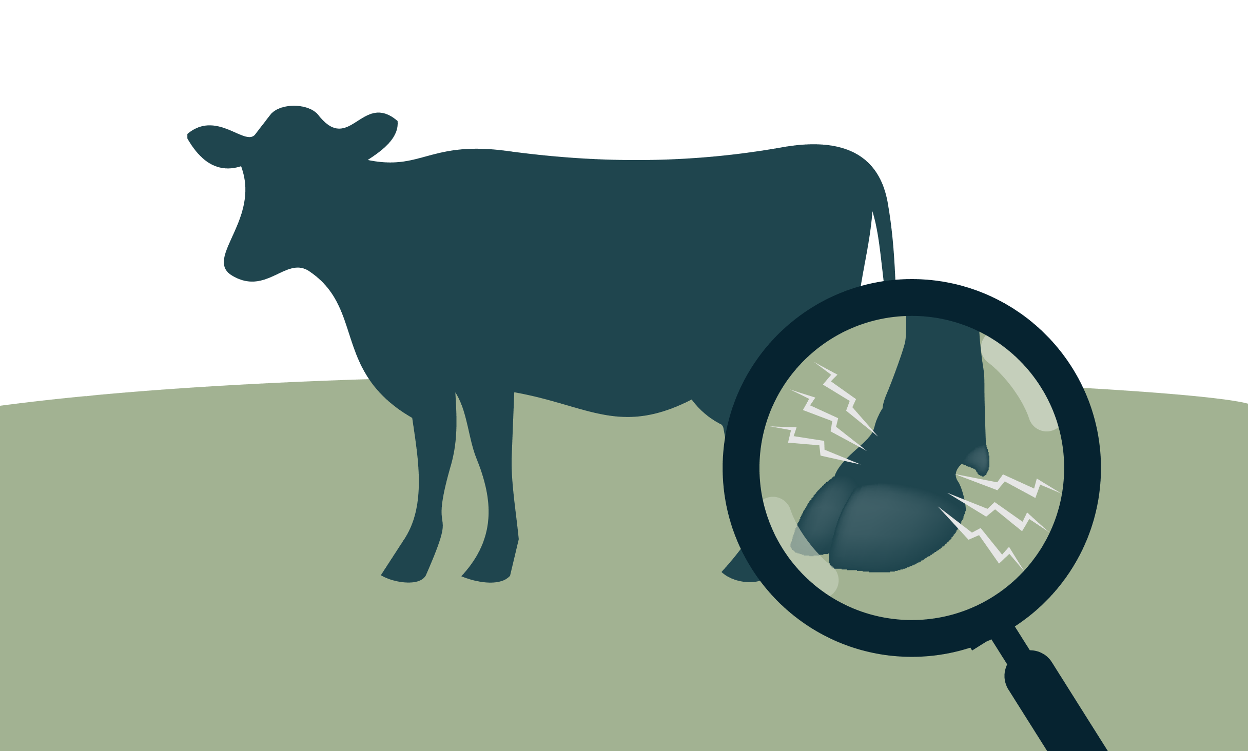 Illustration des symptômes de la maladie de Mortellaro chez les bovins, mettant en évidence une douleur au niveau de l’onglon pouvant entraîner une boiterie