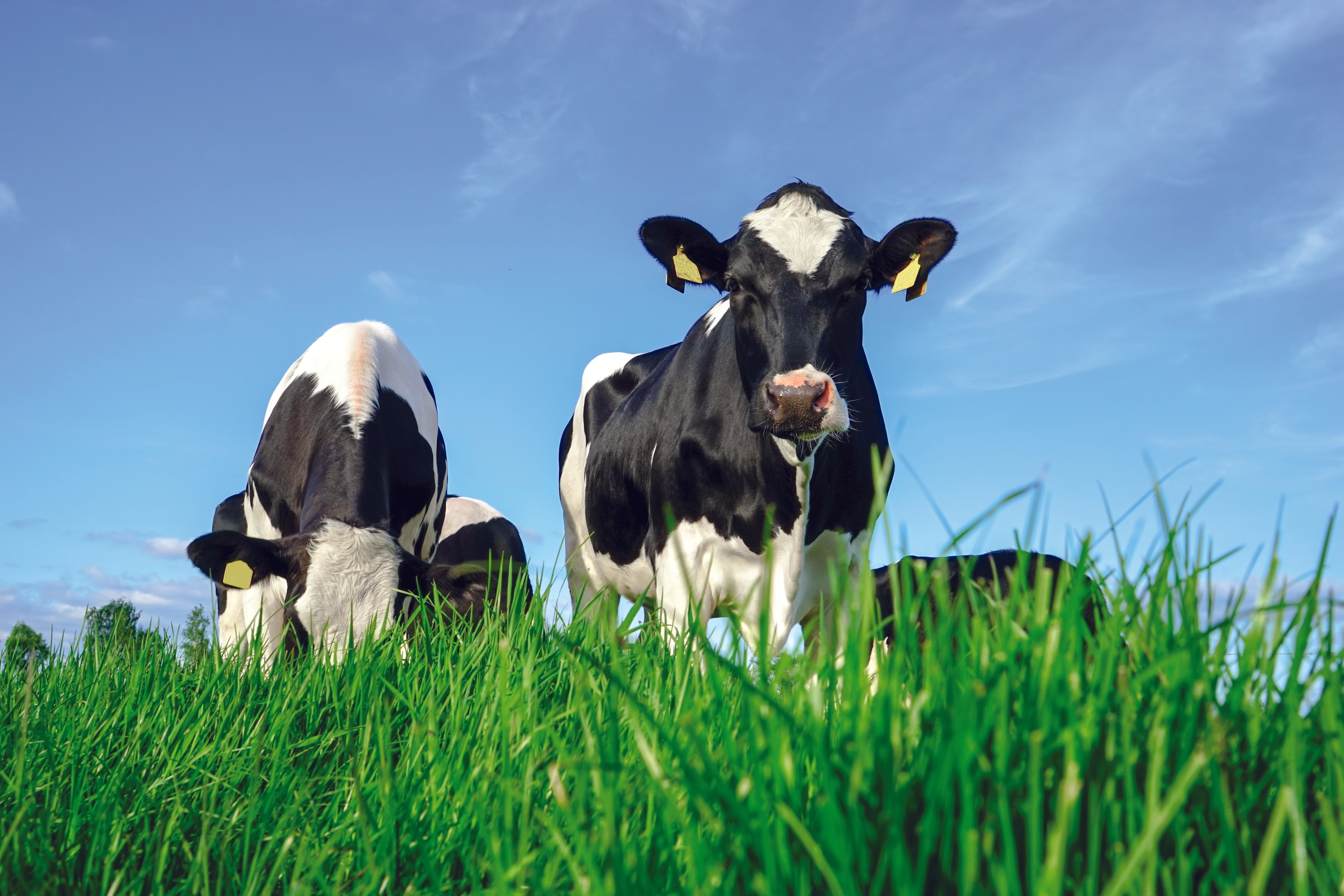 Vaches laitières au pâturage illustrant les solutions professionnelles pour l'élevage et la santé des troupeaux.